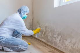 Trusted Todd Creek, CO Mold Removal Experts